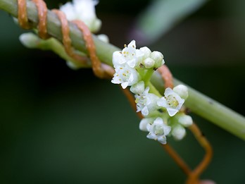 Cuscuta gronovii